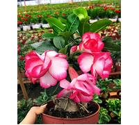Piante grasse - rosa del deserto (Adenium obesum)