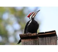 Pic à Bec Ivoire - Puzzle de 1500 pièces pour Adultes, idéal pour se détendre et Lutter Contre Le Stress (14 Ans+).