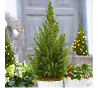 Picea Glauca Conica | Sapin de Noël en Pot | Conifère Petit Nain Sapinette à Feuillage Persistant (de 30 à 60 cm pot inclus)