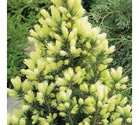 Picea glauca 'Daisy's White' Conifère Persistant Compact Plante de Jardin d'Extérieur en Pot - Idéale pour les Massifs, les Bordures et plus encore