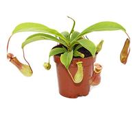 Pichet - Nepenthes - Pot de 9 cm