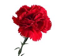 Picks Flox Floral Camellia - Garland à Fleurs artificielles | Spectacles Floraux en Faux réalistes significatifs Têtes de Girofle | Fleurs artificielles décoratives élégantes pour la décoration