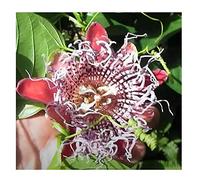Pièces - 10x Passiflora Quadrangularis Fleur de la Passion Arbuste Plante - Semence B52 - Seeds & Plants Shop by Ipsa