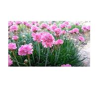 Pièces - 15x Armeria Maritima Strand Grasnelke Fleurs Installation - Samen KS10 - Seeds & Plants Shop by Ipsa