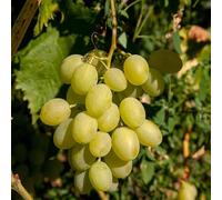 Pied de Vigne Phoenix Blanc - Vitis Phoenix 60 cm Pot 15,5cm - Plante En Pot - Floraison Mai à Juin Exposition - Hauteur 60 Cm - Exposition Plein Soleil Sol