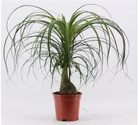 Pied d'éléphant env. 40 cm - Beaucarnea recurvata Arbre bouteille Palmier d'eau - plante d'intérieur facile à entretenir, purifiant l'air, idéal pour appartement & bureau