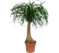 Pied d'éléphant - non ramifié - plante d'intérieur - ca. 80cm