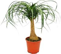 Pied d'éléphant - plante d'intérieur - ca. 35cm