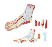 Pied En 9 Parties Avec Muscles, Ligaments, Nerfs Et Artères Modèle D'anatomie Du Pied, Modèle D'anatomie Du Pied Amovible Et 81 Pièces Numérotées Montrent Les Détails Et La Structure Internes Du Pied