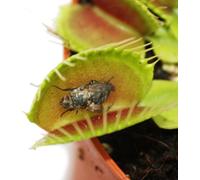 Piège à mouches Vénus - Dionaea muscipula - pot de 12cm