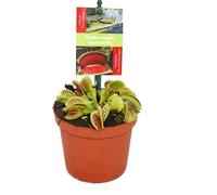 Trappe mouche Vénus, Dionaea muscipula - pot de 9 cm