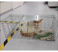 Piège À Rongeurs sans Cruauté, Piège À Ratons Laveurs pour Chats, Cage Pliable Et sans Cruauté pour L'intérieur et L'extérieur(61 * 18 * 22cm)