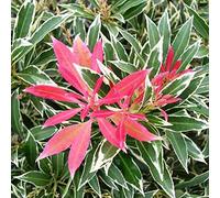 Pieris 'Flaming Silver'- Andromède 'Flaming Silver' 20-30 cm en conteneur