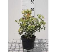 Pieris hybr. 'Flaming Silver' - Lande de lavande japonaise 20- 30 cm - conteneur