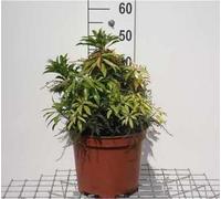 Pieris hybr. 'Forest Flame' - Bruyère lavande japonaise 50- 60 cm - conteneur