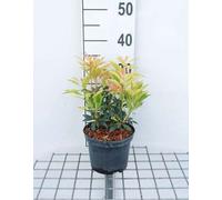 Pieris hybr. 'Forest Flame' - Lavande japonaise Bruyère 20- 30 cm - Conteneur