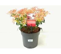 Pieris hybr. 'Forest Flame' - Lavande japonaise Bruyère 30-40 cm - Conteneur