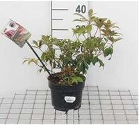 Pieris jap. 'Katsura'® - Bruyère japonaise lavande Katsura 20- 30 cm - conteneur
