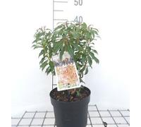 Pieris jap. 'Mountain Fire' - Lavande japonaise Bruyère 20- 30 cm - Conteneur