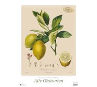 Pierre Antoine Poiteau: Alte Obstsorten 2025 - DUMONT Kunst-Kalender - Poster-Format 50 x 70 cm