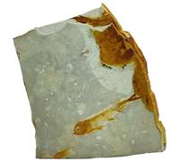 Pierre fossile Faux fossiles de Poisson véritable Roche Loup Chinois Poisson fossile spécimen Ornements en Pierre pour la paléontologie de Base, l'enseignement des Sciences biologiques (Sup