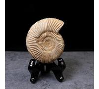 Pierre naturelle blanche de chrysanthème escargot fossile marin modèle d'ammonite fossile naturel spécimen de paléontologie d'ammonite artisanat en spirale pour collections fossiles et éducation avec