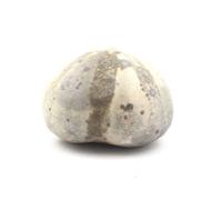 TOXASTER AMPLUS - Pierre Fossile Naturelle en Provenance de France, Claix - Oursin Fossile Hauterivien Supérieur 171.65 ct - Certificat