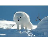 PigBangbang, Puzzle de 1000 pièces fait à la main en bois de tilleul de qualité supérieure - 75 x 50 cm - Pour adulte - Décoration murale - Renard arctique, loup, neige