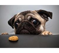 PigBangbang, Puzzle de 500 pièces fait à la main en tilleul de qualité supérieure de 500 pièces pour adulte dans une boîte - Peut être utilisé comme décoration murale - Carlin veut un cookie