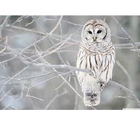 PigBangbang, Stained Art - Puzzle alphabétisé pour enfants et adultes - 1000 pièces - Colle - 75 x 50 cm - Décoration murale en bois de tilleul - Hibou blanc