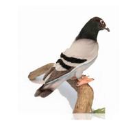 Hansa Toy Peluche Pigeon voyageur 20 cm Anima