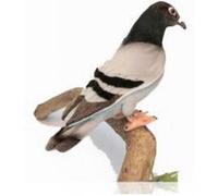 Hansa Toy Peluche Pigeon voyageur 20 cm Anima