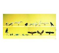 pigeons,corbeaux etc... G