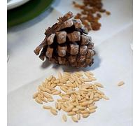 Pignons de pin méditerranéens décortiqués, pack de 1 kg