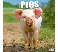 Pigs Calendar 2024 Square Farm Animal Wall Calendar - 16 Month
