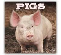 Pigs - Schweine 2025 - 16-Monatskalender