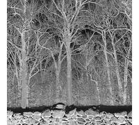 Pile - Sunshine & Balance Beams - Purple