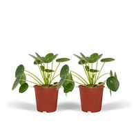 Pilea Peperomiodes - Plante à crêpes | 2 pièces - 20cm - Ø12cm - Plante d'intérieur - Vert persistant - Multideal