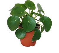 Pilea peperomioides - Glückstaler - Arbre à monnaie chinois - Plante de nombril en pot de 11cm