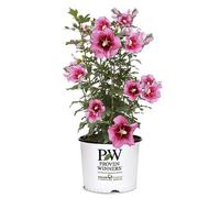 Pilier rouge d'hibiscus 2g Proven Winners
