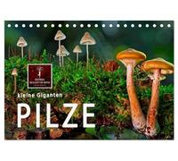 Pilze - kleine Giganten (Tischkalender 2026 DIN A5 quer), CALVENDO Monatskalender: Pilze - die Wunderwesen des Waldes.