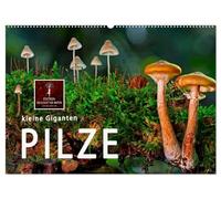 Pilze - kleine Giganten (Wandkalender 2026 DIN A2 quer), CALVENDO Monatskalender: Pilze - die Wunderwesen des Waldes.
