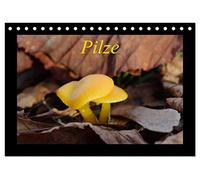 Pilze (Tischkalender 2026 DIN A5 quer), CALVENDO Monatskalender: Die verborgene Welt der Pilze - Mysteriöse, kleine Pilze und Schleimpilze von nah fotografiert