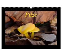 Pilze (Wandkalender 2026 DIN A3 quer), CALVENDO Monatskalender: Die verborgene Welt der Pilze - Mysteriöse, kleine Pilze und Schleimpilze von nah fotografiert