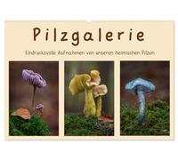 Pilzgalerie - Eindrucksvolle Aufnahmen von unseren heimischen Pilzen (Wandkalender 2026 DIN A2 quer), CALVENDO Monatskalender: Einzigartige Pilzaufnahmen wie man sie nur selten sieht