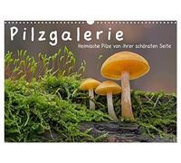 Pilzgalerie - Heimische Pilze von ihrer schönsten Seite (Wandkalender 2026 DIN A3 quer), CALVENDO Monatskalender: Ein faszinierender Einblick in die wundersame Welt der Pilze