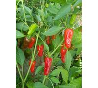 Piment à cheval rouge et rouge Chili Hinklehatz red