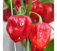 Piment habanero Rouge 40 graines