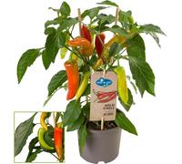 Pimentier - doux - pepperoni - poivrier pour balcon et jardin - pot 14cm - légumes à emporter