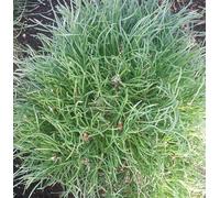 Pin de montagne courbé Pinus Mugo 'Mughus' Compact 20-25 cm Résistant à l'hiver Pour l'extérieur Reproduction